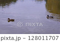 Dance of two ducks. A pair of ducks swims across the smooth surface of the city pond. 128011707