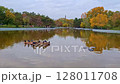 Victory Park in Odessa. In the center of the park there is a stocked pond where many birds flock. 128011708