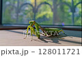 A large male praying mantis. A large green grasshopper is a male praying mantis. 128011721