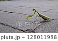 A large female praying mantis. A large green grasshopper is a female praying mantis. 128011988