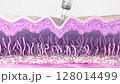 Skin collagen tissue regeneration after Biorevitalization or Platelet-rich plasma therapy. 3d animation shows the activation of the fibroblasts after anti-aging wrinkle smoothing injection 128014499
