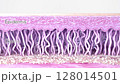 Cross-section view of skin layers: epidermis, dermis, hypodermis. Structure of the extracellular matrix: fibroblasts, collagen, and elastin fibers. 3D model 128014501