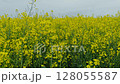 Golden fields under light breeze swaying canola crops. 128055587