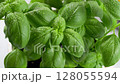 Fresh basil plants lush green leaves sprinkled with white spots. 128055594