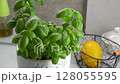 Bright green basil plant  perfect for making pesto  rotates against a kitchen counter. 128055595