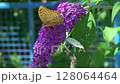 A Beautiful Butterfly Feeding on a Purple Flower that is in Full Bloom during Summer 128064464