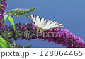 A Graceful Butterfly Perched on a Vibrant Purple Flower Set Against a Clear Blue Sky 128064465