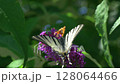 A Beautiful Butterfly Feeding on a Bright Purple Flower in a Tranquil Outdoor Scene 128064466