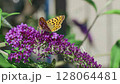 A Beautiful Butterfly resting on Purple Blooms in its Natural Habitat with grace and charm 128064481