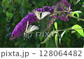 Butterflies gracefully feeding on vibrant purple flowers that are blooming in full splendor 128064482