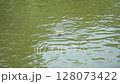 A wild stone turtle, endemic to Japan, swimming (top to bottom of the screen) | Observation video 128073422