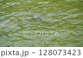 [Endemic to Japan] A wild stone turtle swimming | A video of the turtle swimming bravely while being attacked by a carp 128073423