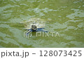 [Endemic to Japan] A wild stone turtle swimming | A video of the turtle swimming bravely while being attacked by a carp 128073425