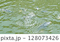 [Endemic to Japan] Wild stone turtle | Observation video of a turtle swimming bravely while being pounced on by a carp 128073426