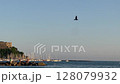 Bird Soaring Above Calm Marina at Sunset 128079932