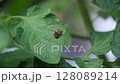 一隻二十斑瓢蟲正在吃番茄葉 128089214