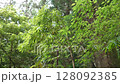 Leaves swaying in the pleasant breeze 128092385