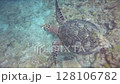 Hawksbill sea turtles swim gracefully in the sea of Onna Village. 128106782
