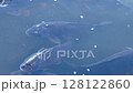 錦鯉在池塘裡遊動，櫻花花瓣飄浮 1 128122860
