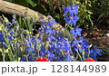 Dolly out photo of blue delphinium to red amaranth Dolly out photo of blue delphinium to red amaranth 128144989