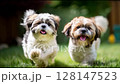 微笑的西施犬在草地上精力充沛地奔跑 128147523