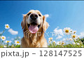一隻微笑的黃金獵犬被藍天和花田包圍 128147525