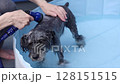 Washing and shaking a miniature schnauzer in the pool 128151515
