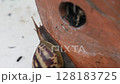 Africa Land Snail with plant pot on white background. 128183725