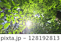 Green Forest Scenery On A Sunny Day  128192813