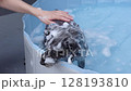 Woman washing a miniature schnauzer in the pool 128193810