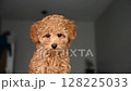 Little brown poodle. Small puppy.Cute dog and good friend. 128225033