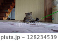 Tabby cat playing with a toy 128234539