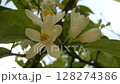 Close-up footage of white orange blossoms nestled in the shade of dense green leaves. The soft lighting and green shadows create a tranquil and intimate view of citrus flowers in their natural garden  128274386