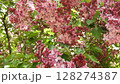 Close-up footage of a abundant pink-flowering common lilac bush (Syringa vulgaris) in full bloom. The soft pink blossoms and fresh green foliage create a romantic and serene spring garden atmosphere.  128274387