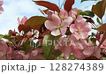 Close-up footage of widely open, single blossoms of ornamental apple tree, gently swaying in the spring breeze. The delicate petals and natural motion capture the fresh, vibrant beauty of spring. Idea 128274389