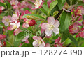 Close-up video of pink blossoms of ornamental apple tree gently swaying in the breeze. The delicate petals and rhythmic movement capture the charm of springtime in a flowering garden. Ideal for botani 128274390