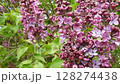 Close-up footage of a blooming common lilac bush with vivid purple flowers. The vibrant blossoms and fresh green foliage capture the essence of spring in a lush garden setting. Ideal for botanical foo 128274438