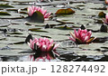 Pink water lilies with translucent petals gently sway on a garden pond surface, glowing in soft backlight. A serene and delicate nature scene, perfect for botanical and relaxation themes. 128274492