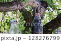 Eco-Friendly Fruit Fly Trap in a Garden Setting 128276799