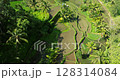 Rice terrace green fields Bali aerial drone view sunny morning 128314084