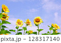 The refreshing blue sky and sunflowers blooming towards the sun are reminiscent of summer vacation. 128317140