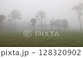 misty morning in the forest 128320902