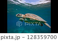 Sea turtle 128359700