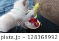 1 month old ragdoll kitten playing with a cat teaser toy. domestic cat 128368992