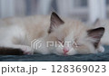 1 month old ragdoll kitten sleep on the blanket, domestic cat 128369023