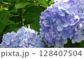 太陽の光に照らされるアジサイの花 128407504
