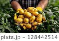 Hands hold freshly harvested potatoes in a lush green field during a sunny day in late summer 128442514
