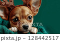 Dog wearing reindeer antlers rests on a cozy sweater against a green background during the holiday season 128442517