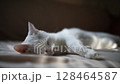 窓際で昼寝をする白い猫 128464587
