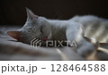 窓際で昼寝をする白い猫 128464588